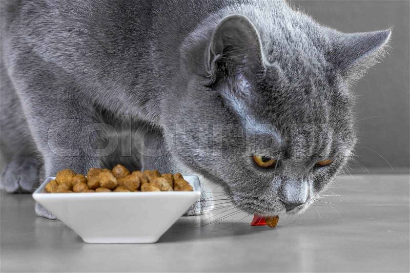 British Blue cat eats cat food, stock photo