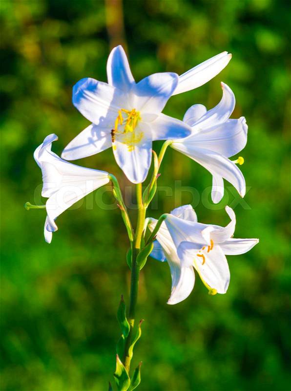 Lilies. madonna lily,flowers spring,lily on white,white flowers,white petals,lily flowers. amazing white flowers,spring flowers. lily white, stock photo