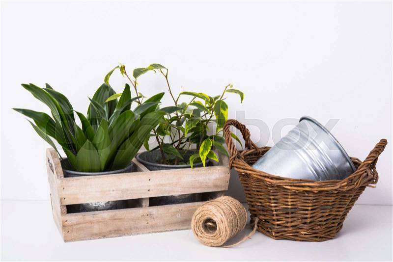 Home garden green plants in wooden box. Planting and gardening objects on white background isolated, stock photo
