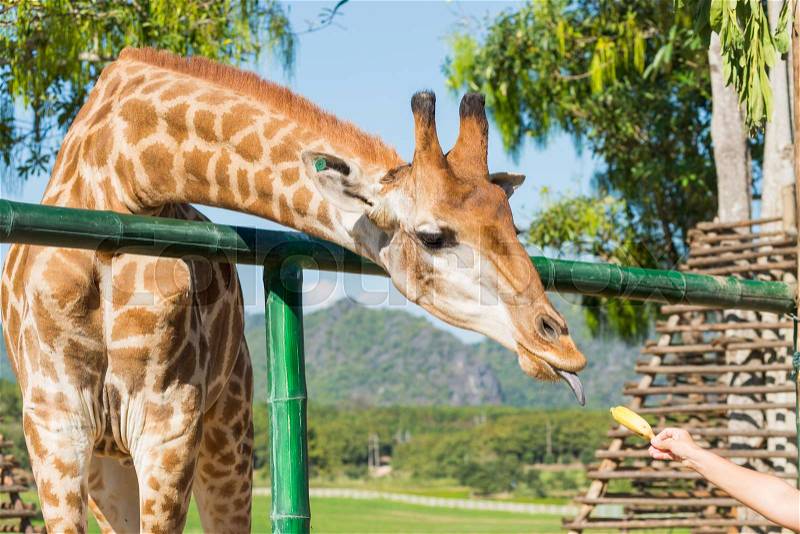 Feeding the animals, giraffes eat bananas, stock photo