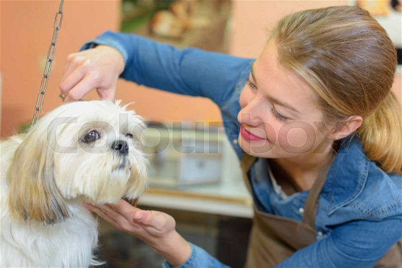 Lady trimming dog\'s fur, stock photo