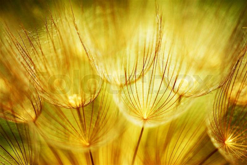 Soft dandelions flower, extreme closeup, abstract spring nature background, stock photo