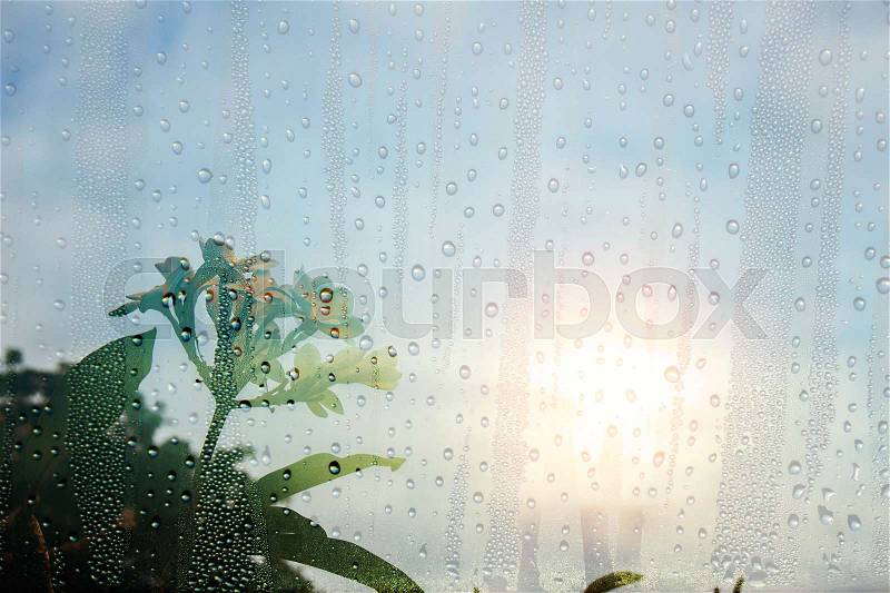 Frangipani nature in the rain looking through glass, stock photo