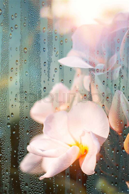 Plumeria of art through the looking glass with water drops, stock photo