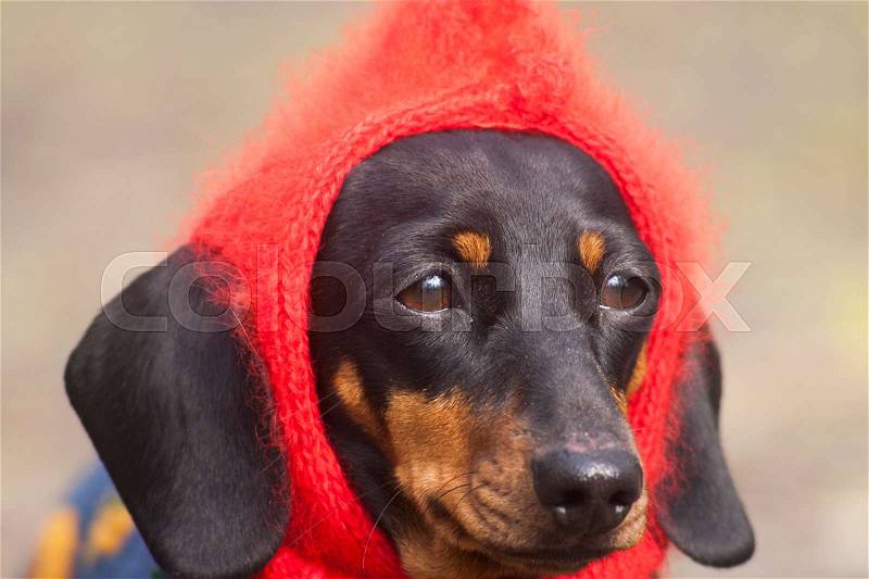 Funny dressed Dachshund dog with red knitted hat on its head looking forward with faithful brown eyes. Thoughtful owners walk the dog in clothes, stock photo