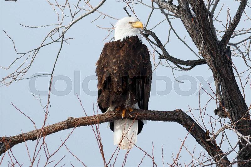 Bald eagle sitting on a branch, California, Tulelake, Lower Klamath National Wildlife Refuge, Taken 01.2017, stock photo