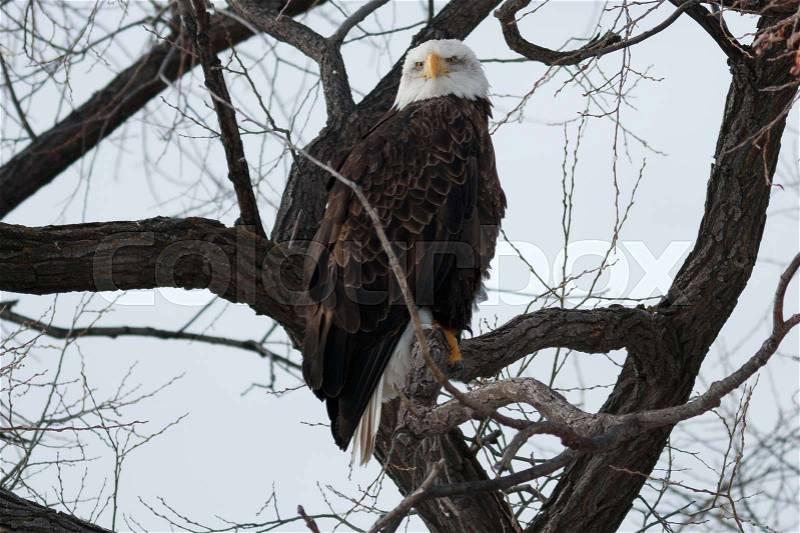 Bald eagle sitting on a branch, California, Tulelake, Lower Klamath National Wildlife Refuge, Taken 01.2017, stock photo