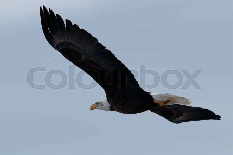 Bald eagle soaring, California, Tulelake, Lower Klamath National Wildlife Refuge, Taken 01.2017, stock photo