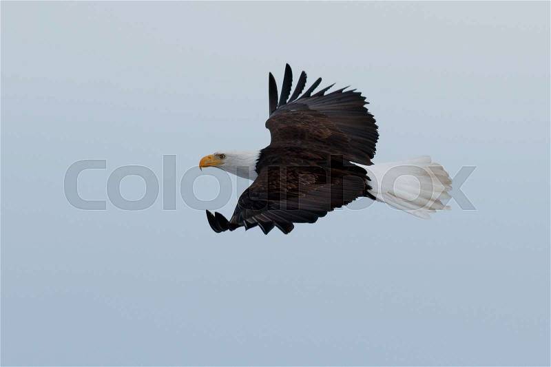 Bald eagle soaring, California, Tulelake, Lower Klamath National Wildlife Refuge, Taken 01.2017, stock photo