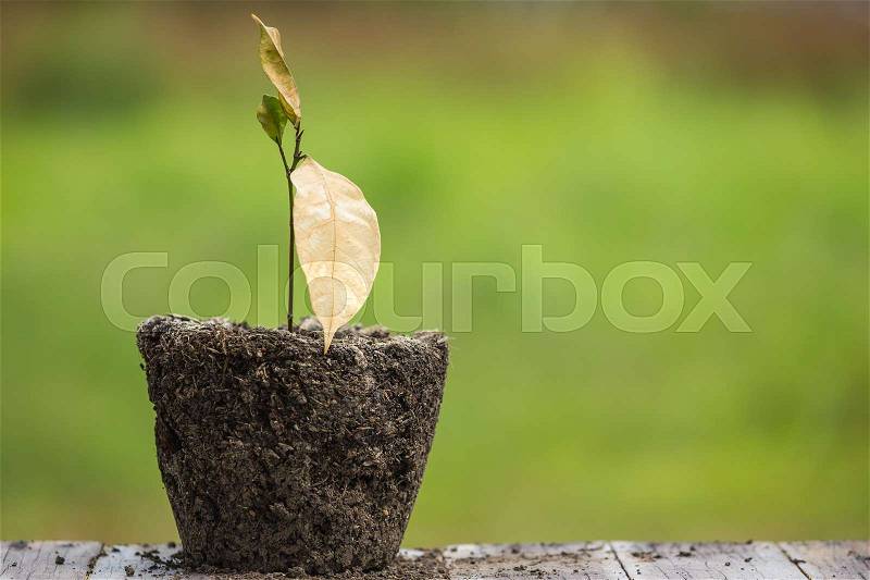 Dead young plant in dry soil on green blur background. Environment concept with empty copy space for text, stock photo