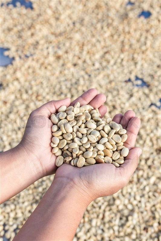 Top view yellow dry coffee beans in woman hand, stock photo