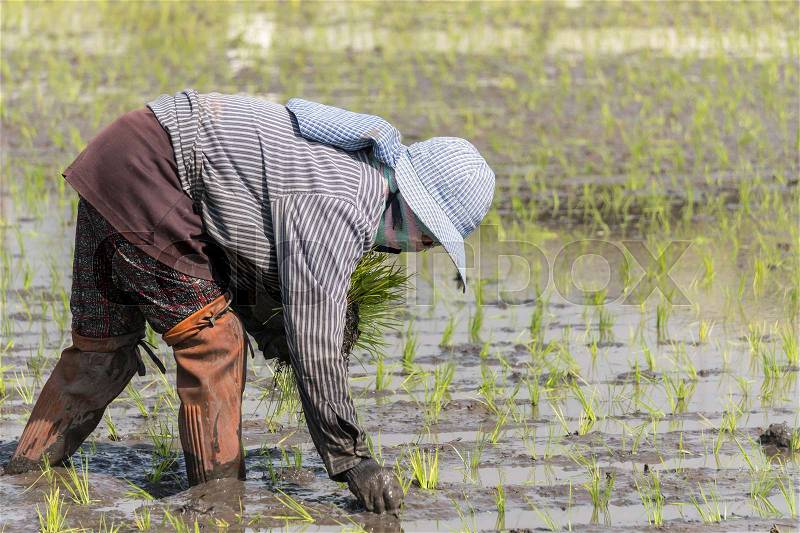 Thai farmer working plant rice in farm of Thailand, stock photo