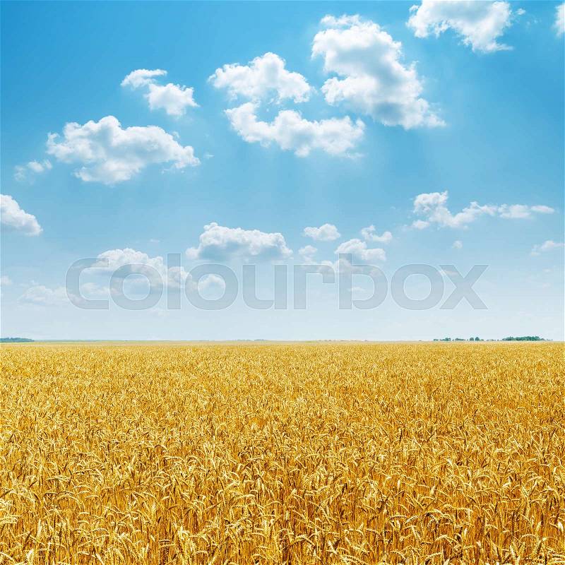Golden harvest field and blue sky with clouds over it, stock photo