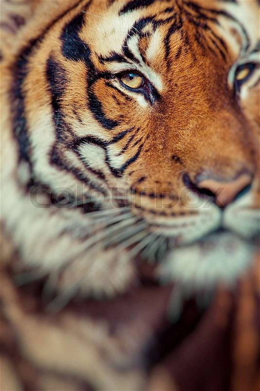 Close-up of a Tigers face.Selective focus, stock photo