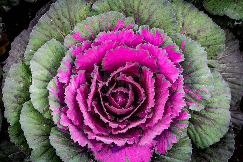 Closeup Top view of color cabbage, stock photo