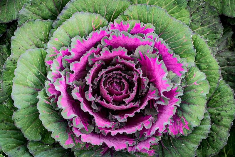 Closeup Top view of color cabbage, stock photo