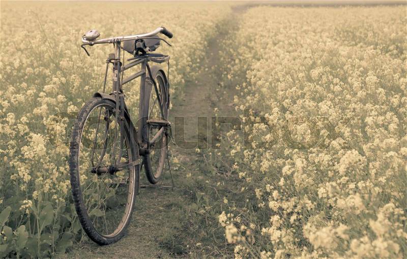 Vintage Bicycle in a rural mustard field in Bangladesh, stock photo