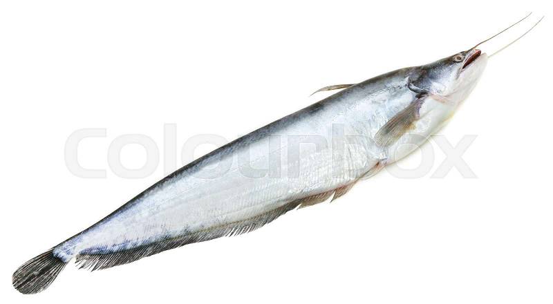 South Asian Boal fish over white background, stock photo