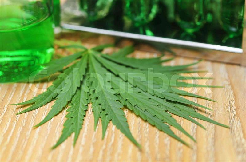 Cannabis leaves in laboratory for research, stock photo