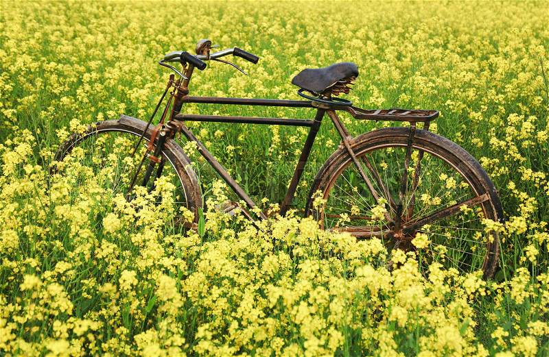 Vintage Bicycle in a rural mustard field of Southeast Asia, stock photo