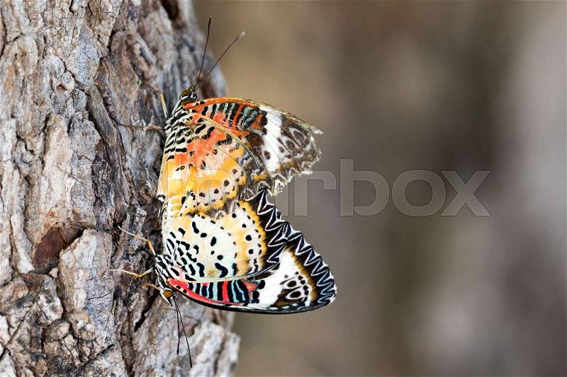 Image of two butterflies on nature background. Insect Animals, stock photo