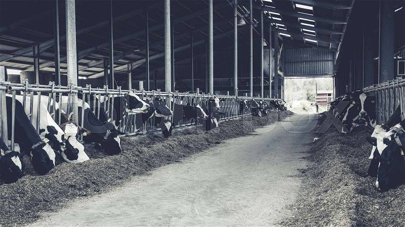 Cows in a farm. Dairy cows. black and white photography, stock photo