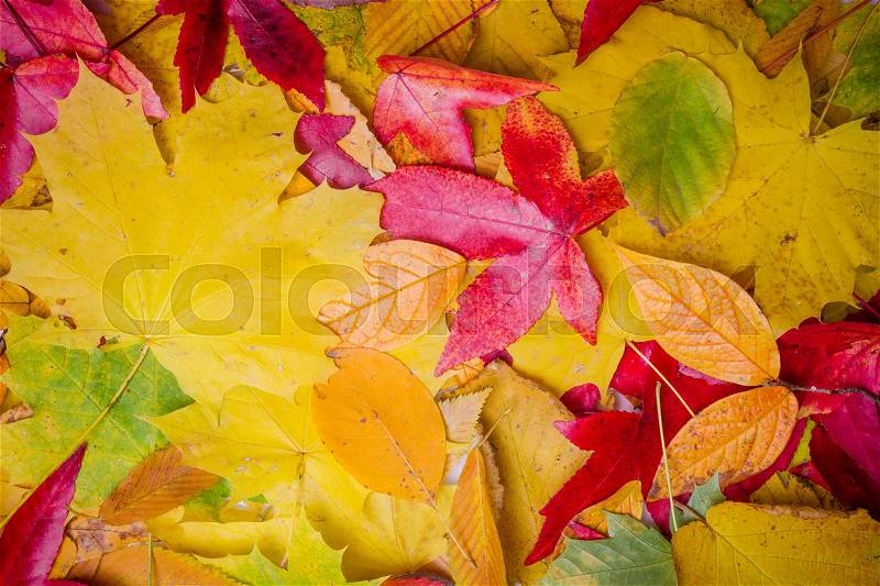 Fall leaves background. autumn leaves, stock photo
