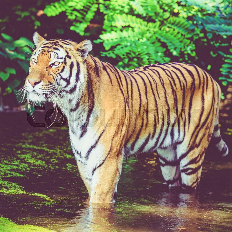 Tiger walking in water. Tiger in forest, stock photo