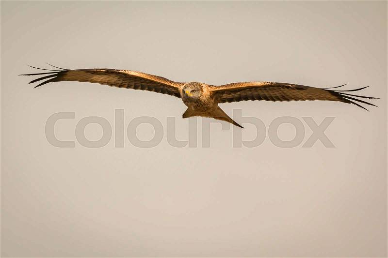 Awesome bird of prey in flight with the sky of background, stock photo
