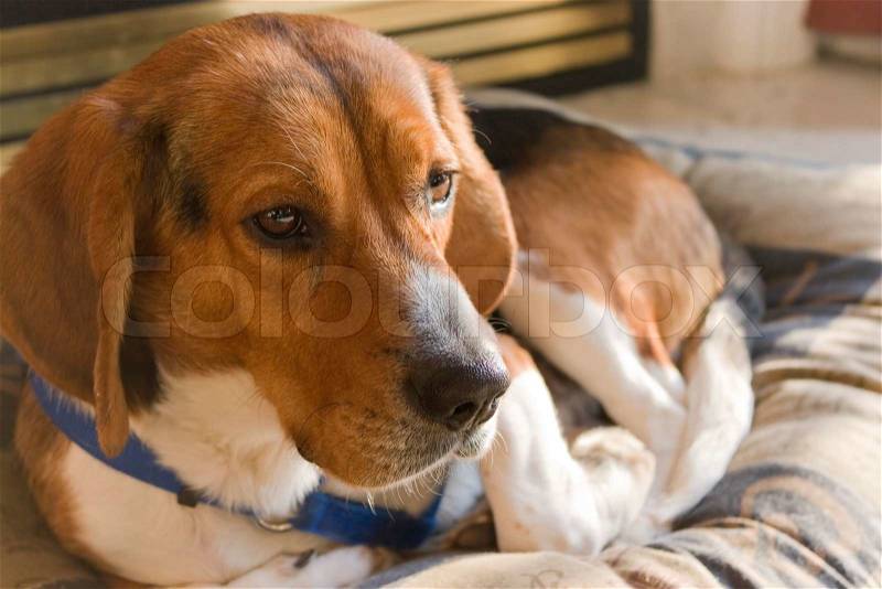 Portrait of a young, tri-colored beagle puppy laying on its bed, stock photo
