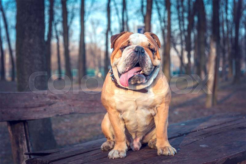 English bulldog on the bench,selective focus , stock photo