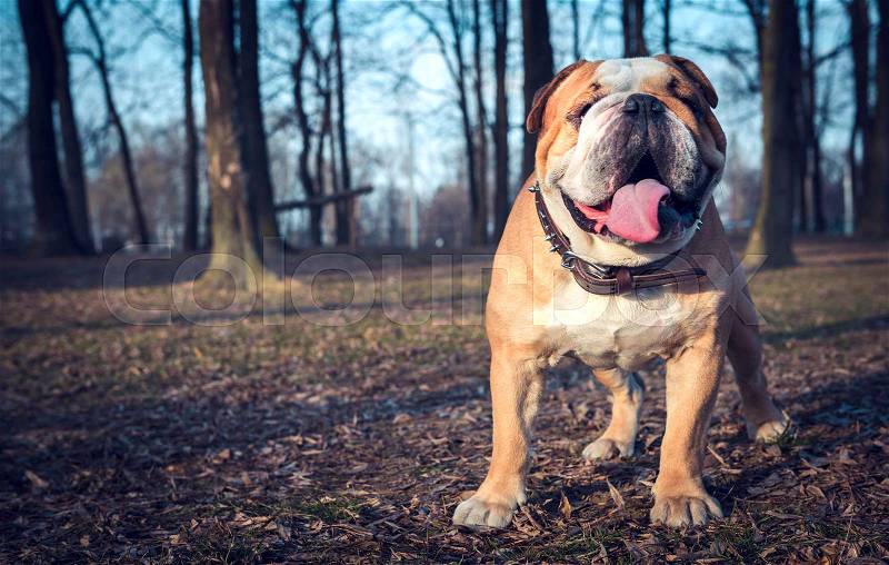 Happy English bulldog outdoor,selective focus , stock photo