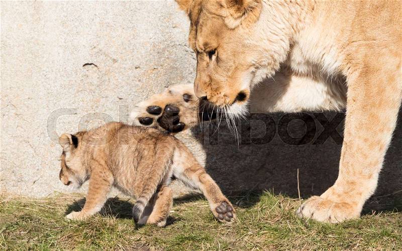 Lioness and cubs, exploring their surroundings in the winter, stock photo