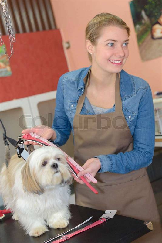 Beautiful blonde dog groomer at work, stock photo