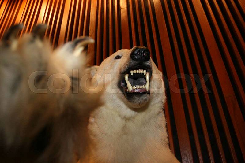 Angry Polar Bear, stock photo