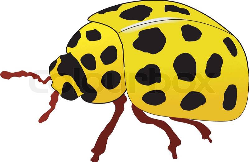 yellow ladybug clipart - photo #32