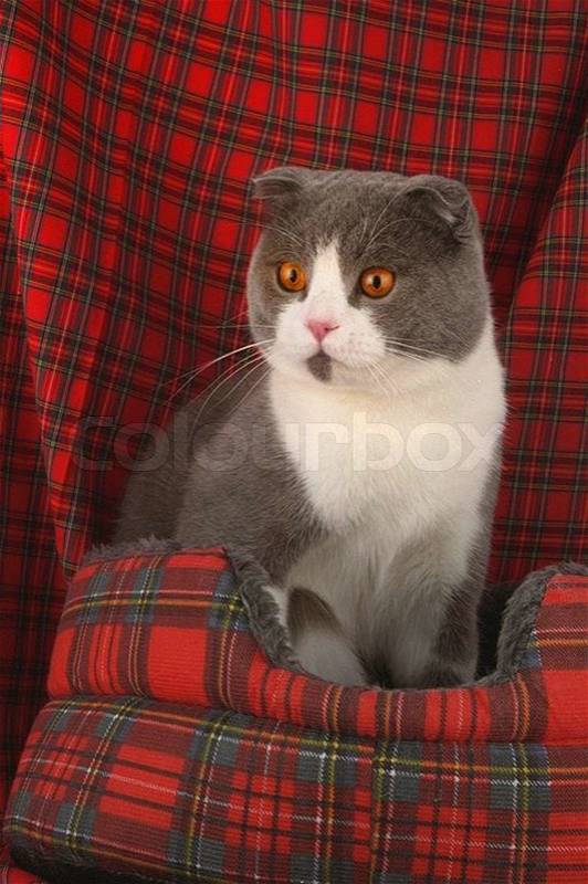Scottish fold on red checkered background, stock photo