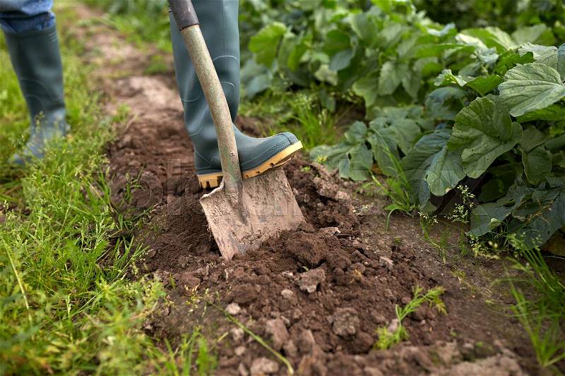 Farming, gardening, agriculture and people concept - farmer with shovel digging garden bed or farm, stock photo