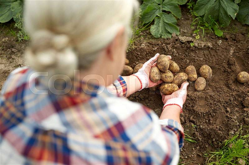 Farming, gardening, agriculture and people concept - farmer with potatoes at farm garden, stock photo
