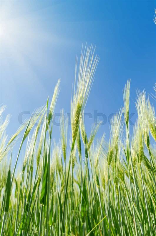 Green harvest in field and blue sky with sun over it, stock photo