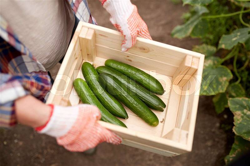 Farming, gardening, agriculture and people concept - farmer with box of cucumbers at farm greenhouse, stock photo