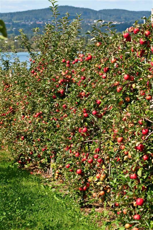 Apple garden full of riped red apples, stock photo