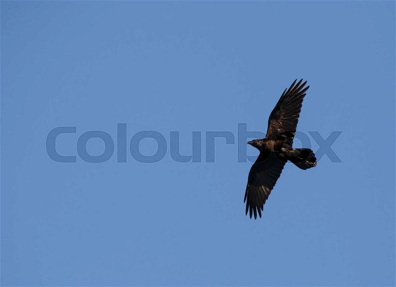 Black common raven flying in a blue sky, stock photo