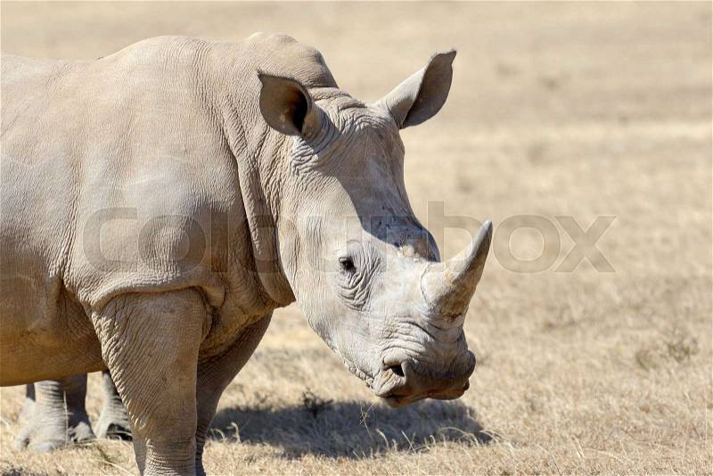 African white rhino, National park of Kenya, stock photo