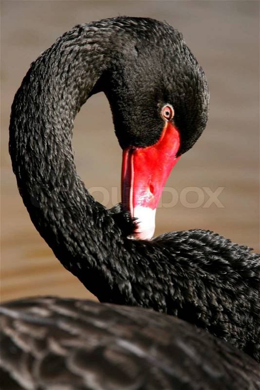 Black Swan, stock photo