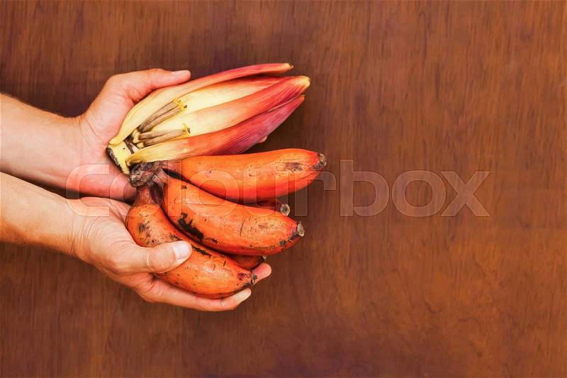 Fresh red banana bunches and unripe banana in hands on wooden brown wall, stock photo