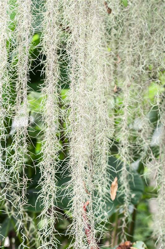 Spanish Moss background (Tillandsia usneoides) in shallow depth of field, stock photo