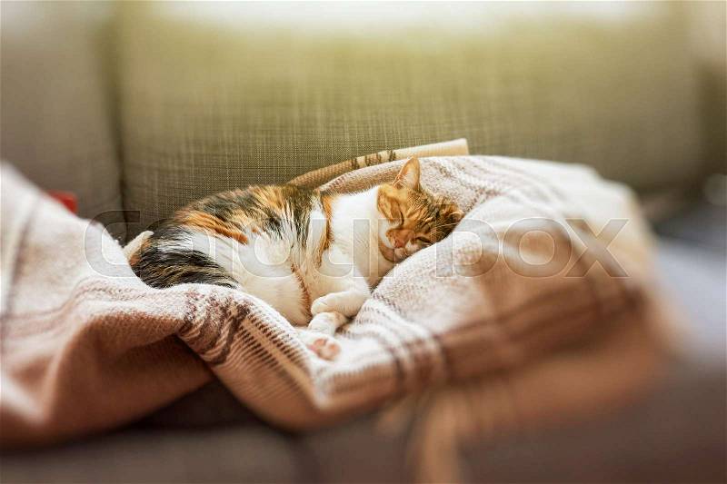 Sweet cat sleeping on couch, stock photo