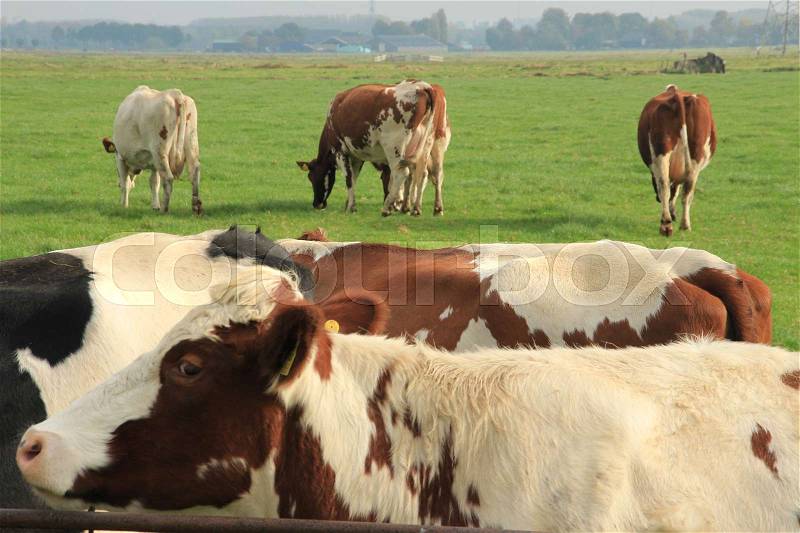 A red brindled cow with the face and other cows are grazing in the pasture at the country side in fall, stock photo