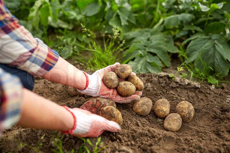 Farming, gardening, agriculture and people concept - farmer with potatoes at farm garden, stock photo